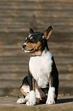 BASENJI 217